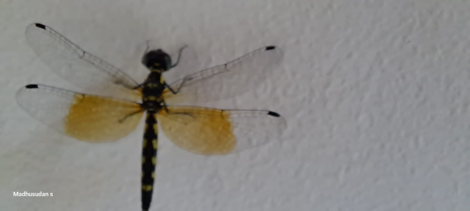 Pigmy Skimmer