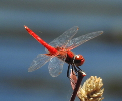 Aethriamanta circumsignata