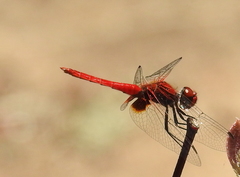 Aethriamanta circumsignata