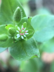 Stellaria media