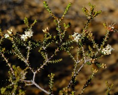 Macrostylis squarrosa