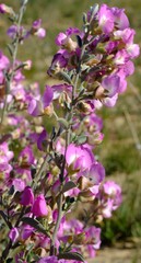 Podalyria leipoldtii