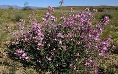 Podalyria leipoldtii