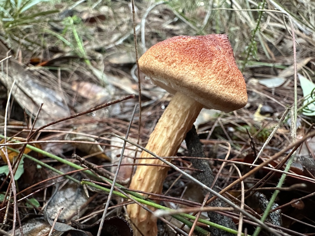 Austroboletus lacunosus · May 2025 · photo: © prossington (iNaturalist, cc-by)