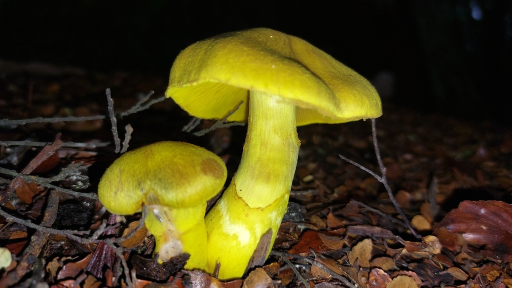 Cortinarius canarius · May 2025 · photo: © tassietravelsblog (iNaturalist, cc0)