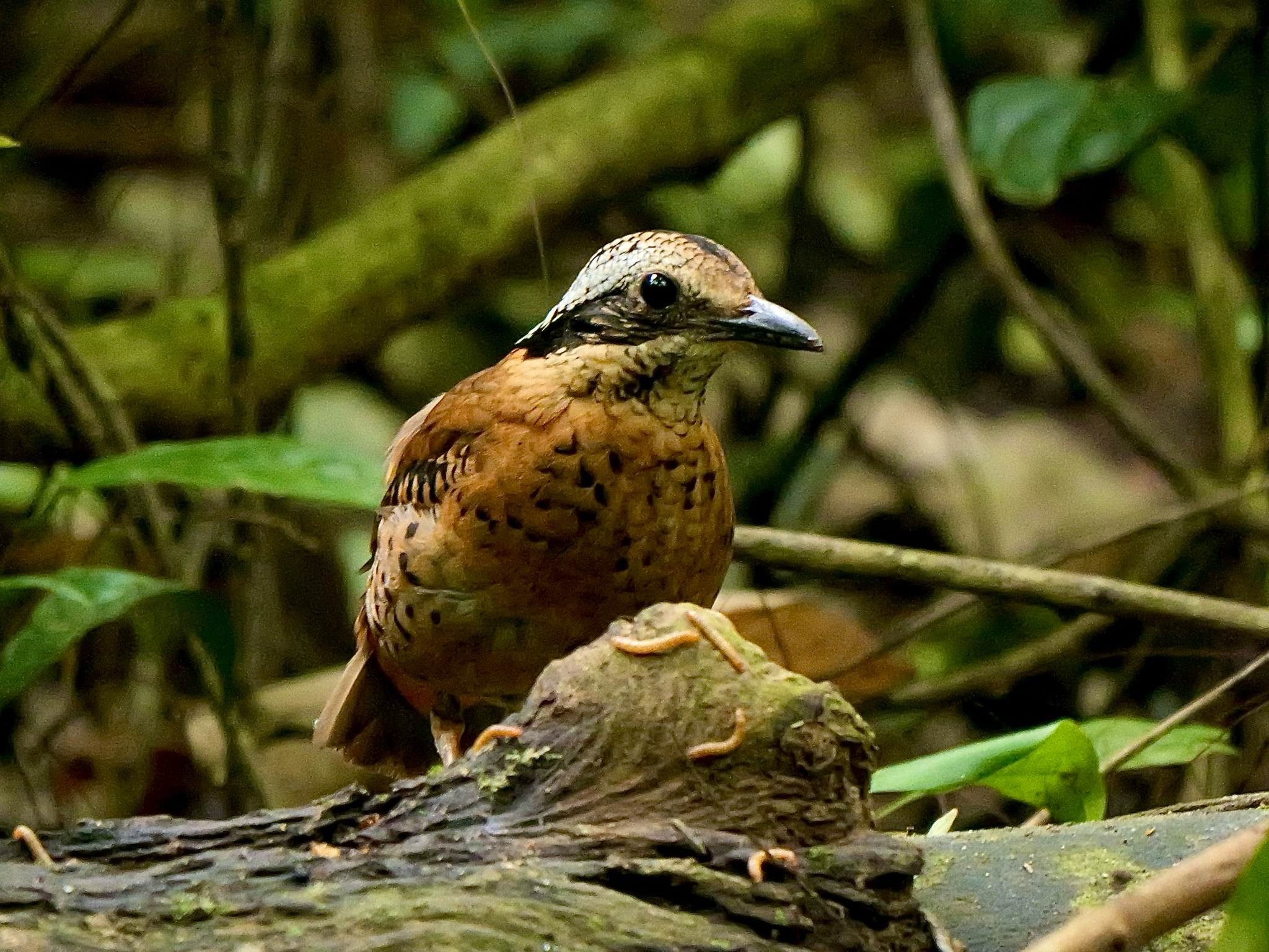 Eared Pitta
