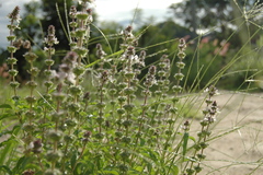 Ocimum × africanum