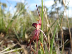 Caladenia caudata