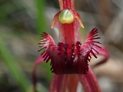 Caladenia caudata