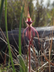 Caladenia caudata