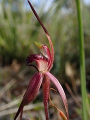 Caladenia caudata