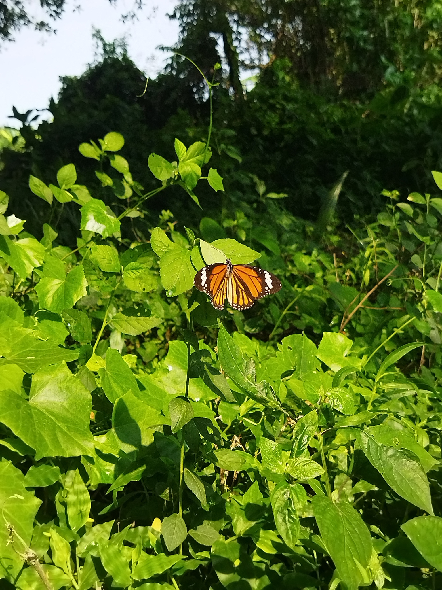 Striped Tiger