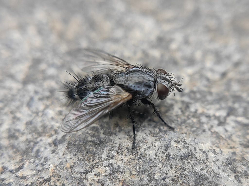 Hyleorus elatus