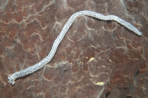 Synaptula lamperti observed 2025-02-22