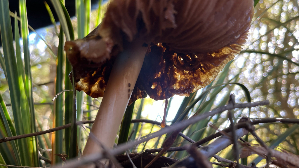 Volvopluteus gloiocephalus · May 2025 · photo: © parkecology (iNaturalist, cc-by)