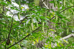 (c) WATANABE Hitoshi 渡辺仁, some rights reserved (CC BY) Carpinus japonica, photograph (c) WATANABE Hitoshi 渡辺仁, some rights reserved (CC BY)
