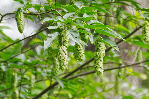 Carpinus japonica, photograph 1