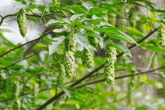 (c) WATANABE Hitoshi 渡辺仁, some rights reserved (CC BY) Carpinus japonica, photograph (c) WATANABE Hitoshi 渡辺仁, some rights reserved (CC BY)