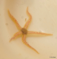 Ophiactoidea
