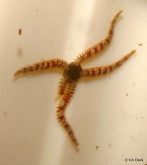 Ophiactoidea