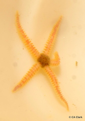 Ophiactoidea