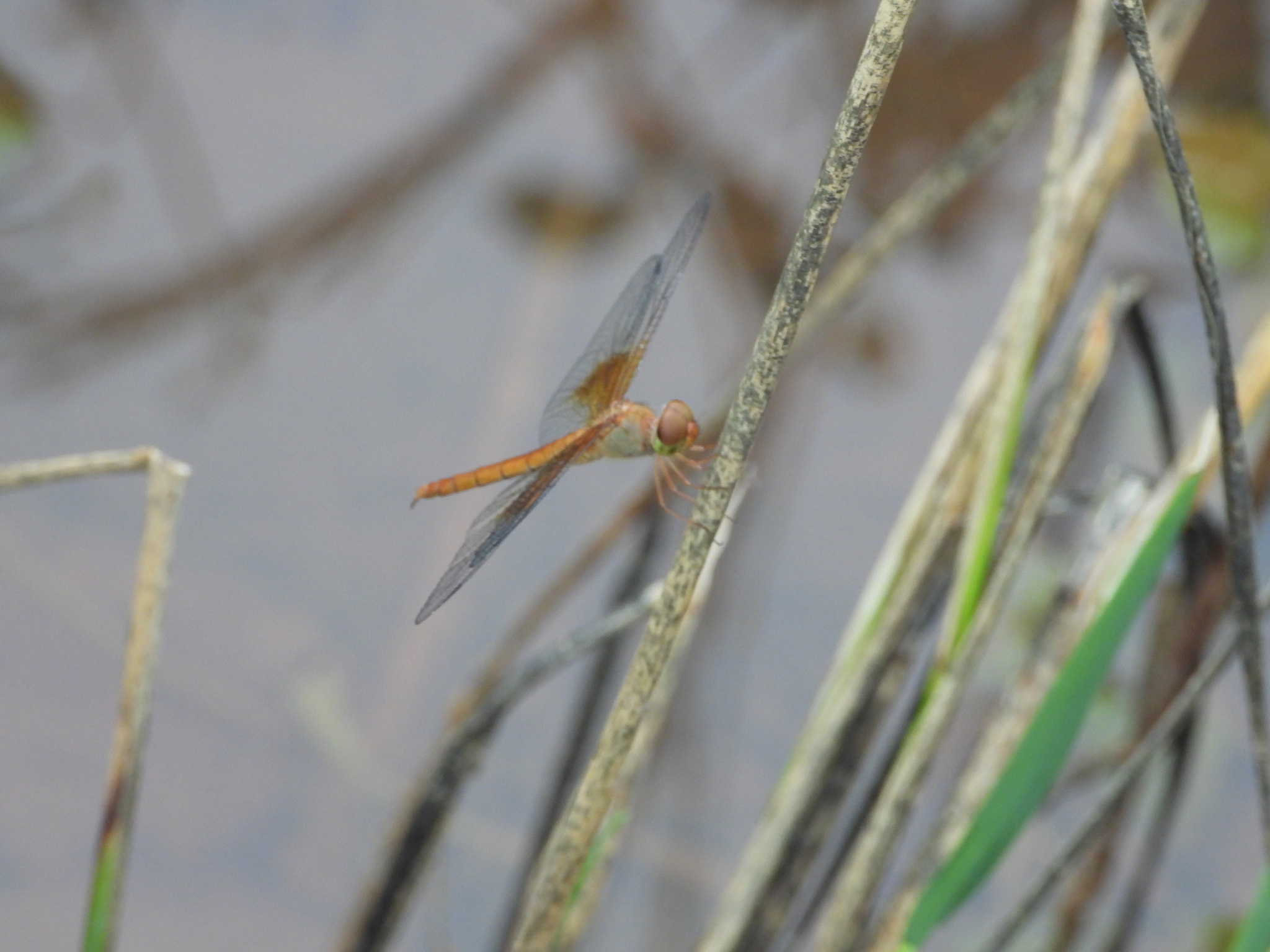 Coral-Tailed Cloudwing