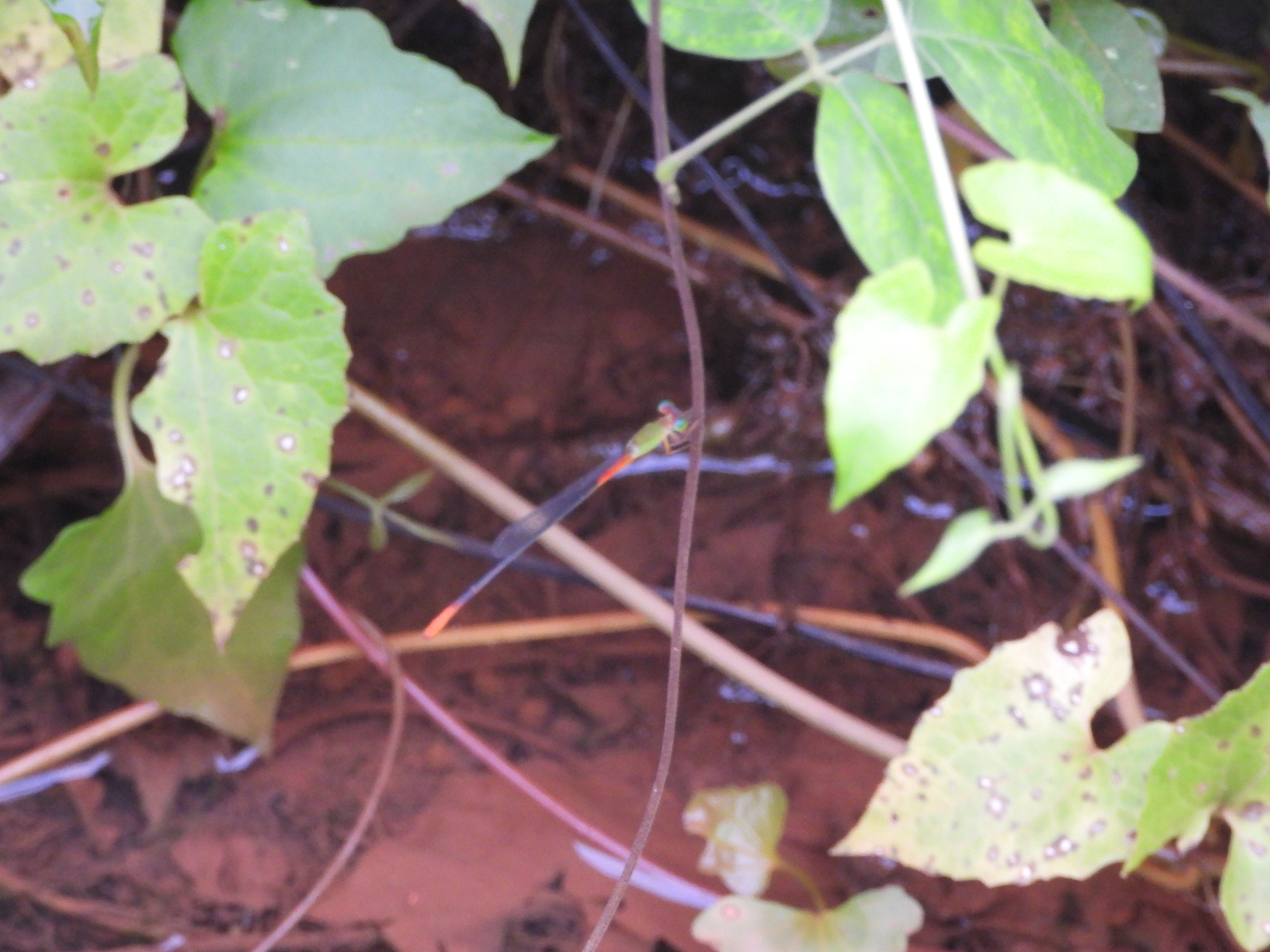 Orange-Tailed Marsh Dart