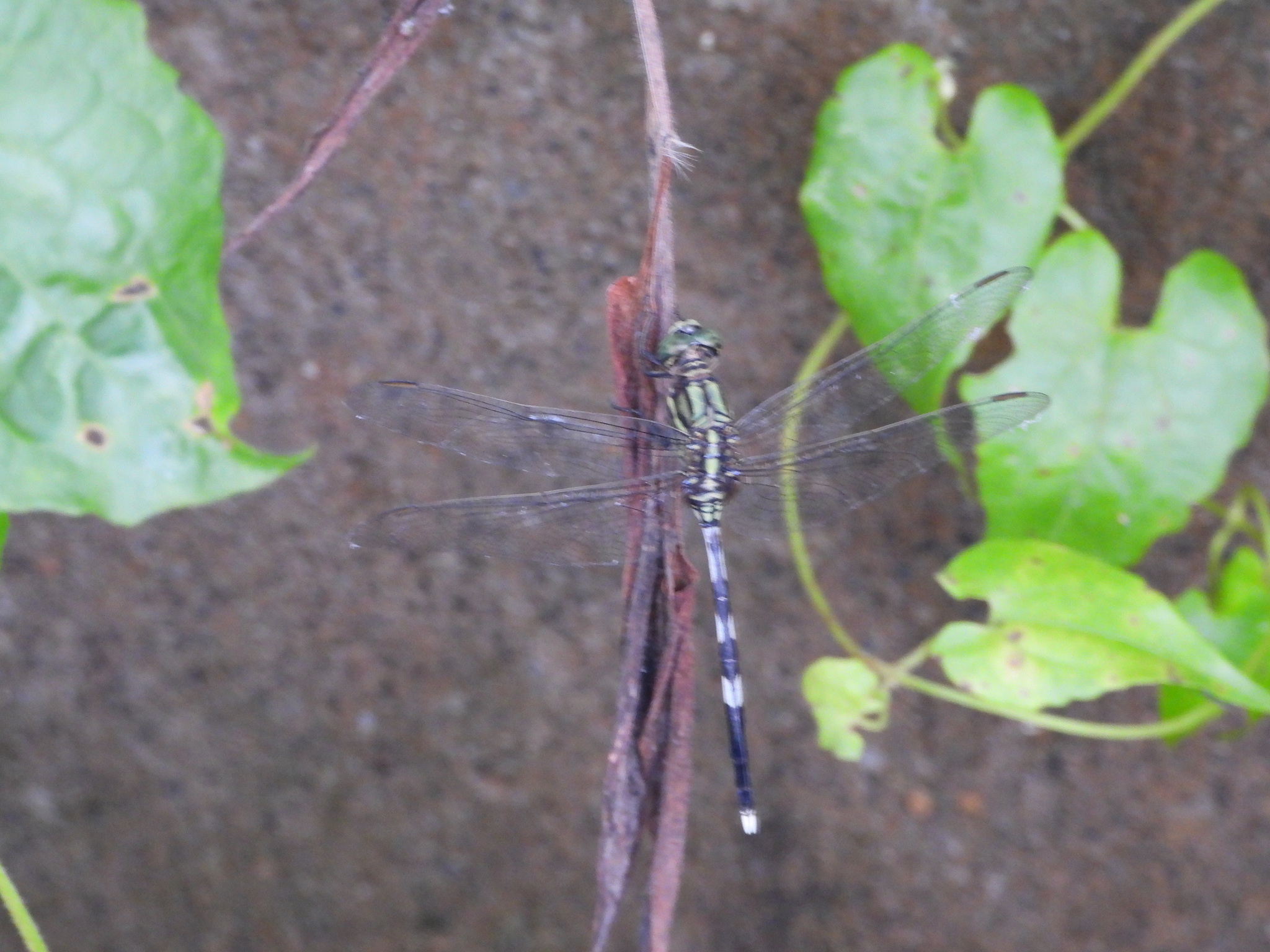 Slender Skimmer