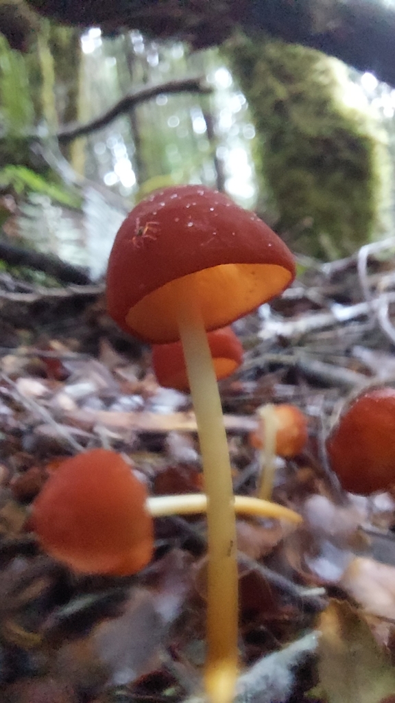 Marasmius elegans