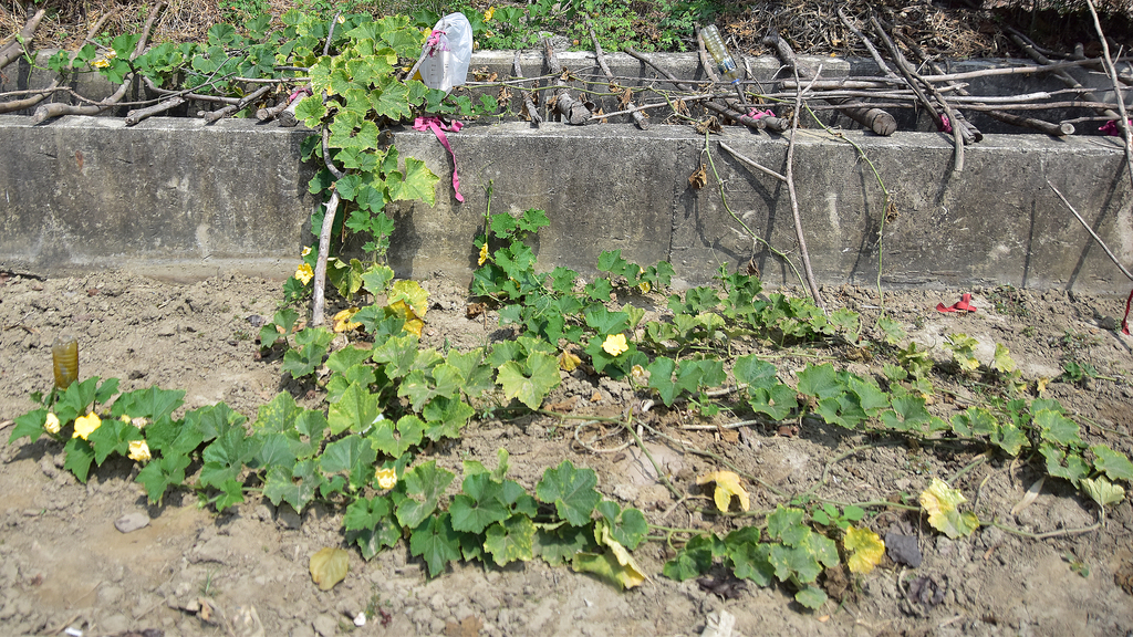 Cucurbita