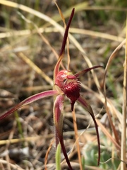 Caladenia caudata