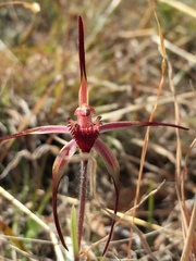 Caladenia caudata