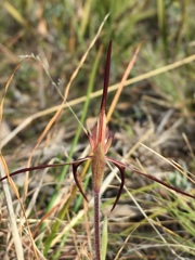 Caladenia caudata