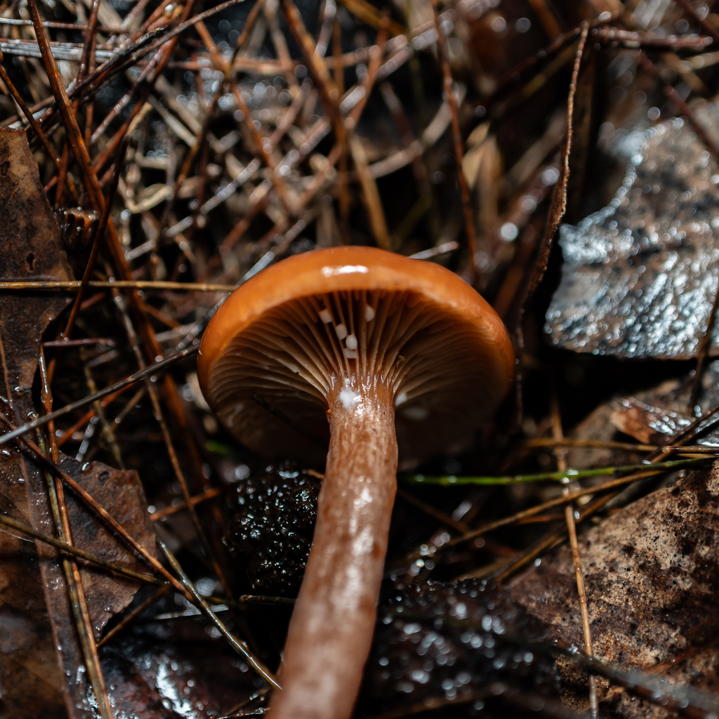 Lactarius eucalypti · May 2025 · photo: © daniel_stephan (iNaturalist, cc-by)