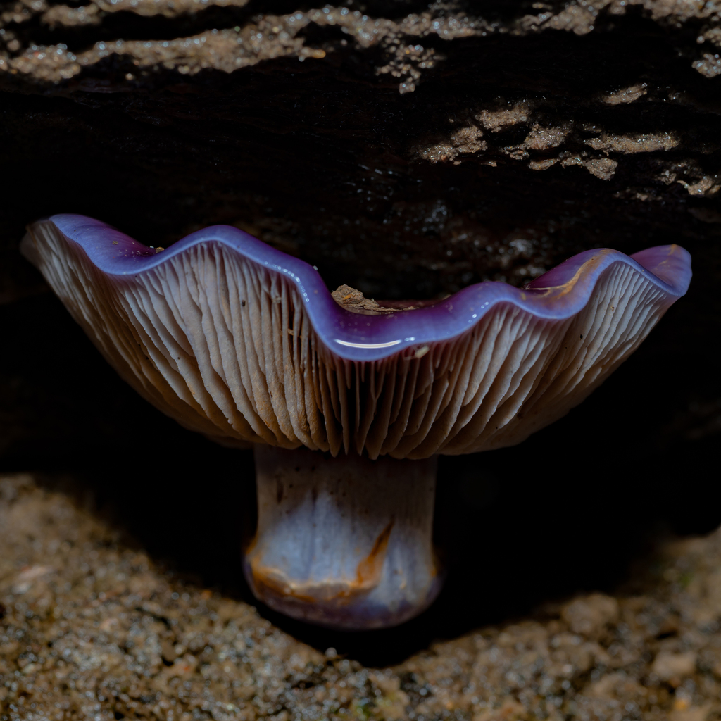 Cortinarius archeri · May 2025 · photo: © daniel_stephan (iNaturalist, cc-by)
