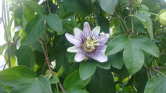 Passiflora alata × caerulea