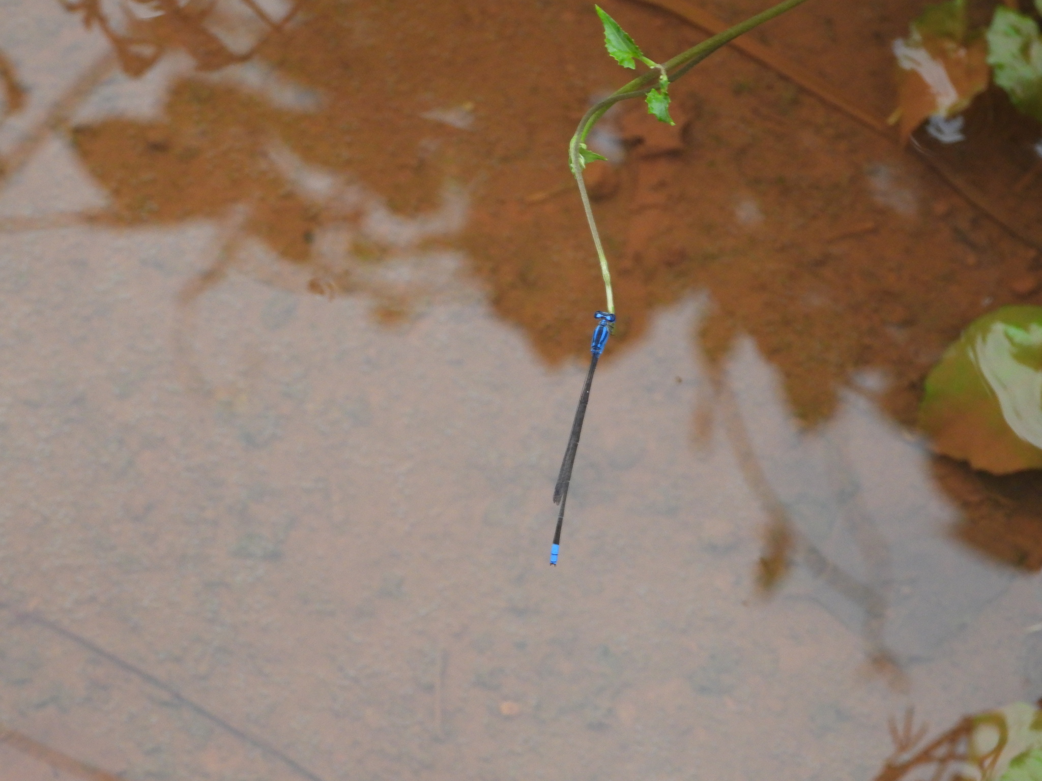 Long-Banded Sprite