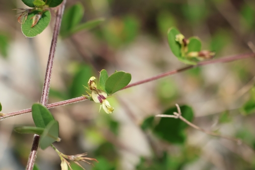 Lespedeza chinensis iNat (1)