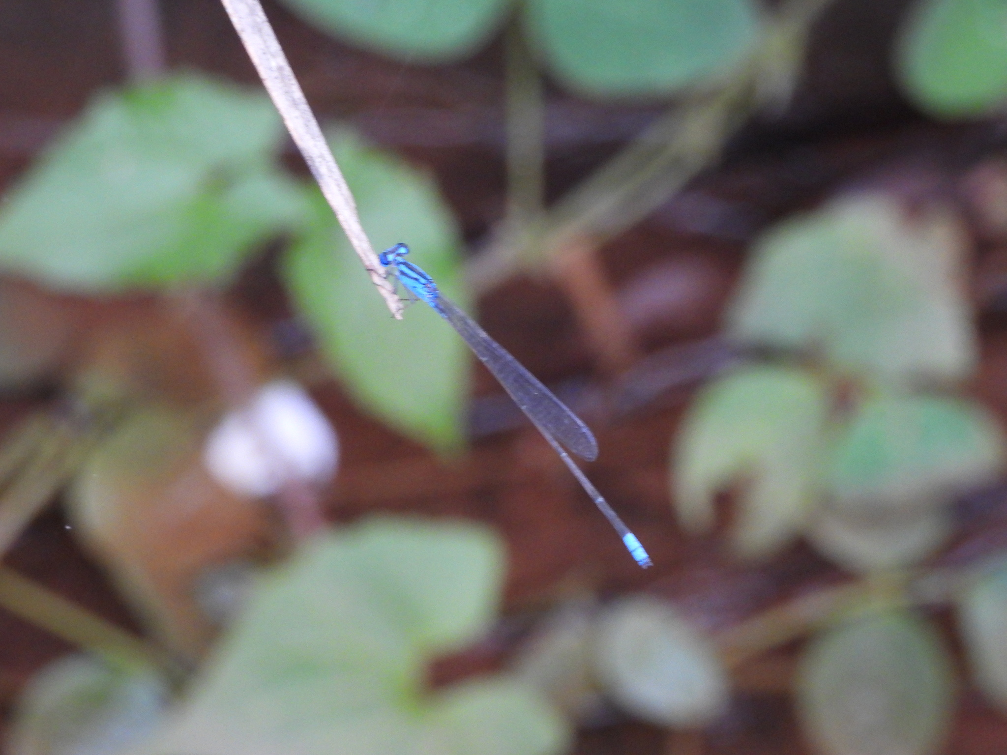 Long-Banded Sprite