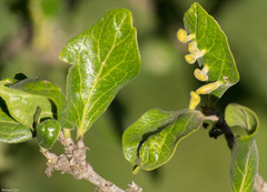 Afromerus lindquisti