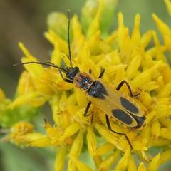 Chauliognathus omissus