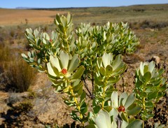 Leucadendron loranthifolium