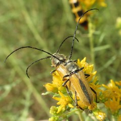 Crossidius suturalis