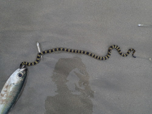 Annulated Sea Snake