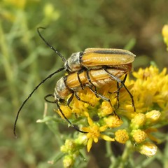 Crossidius suturalis