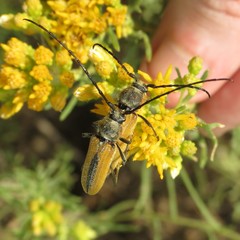 Crossidius suturalis