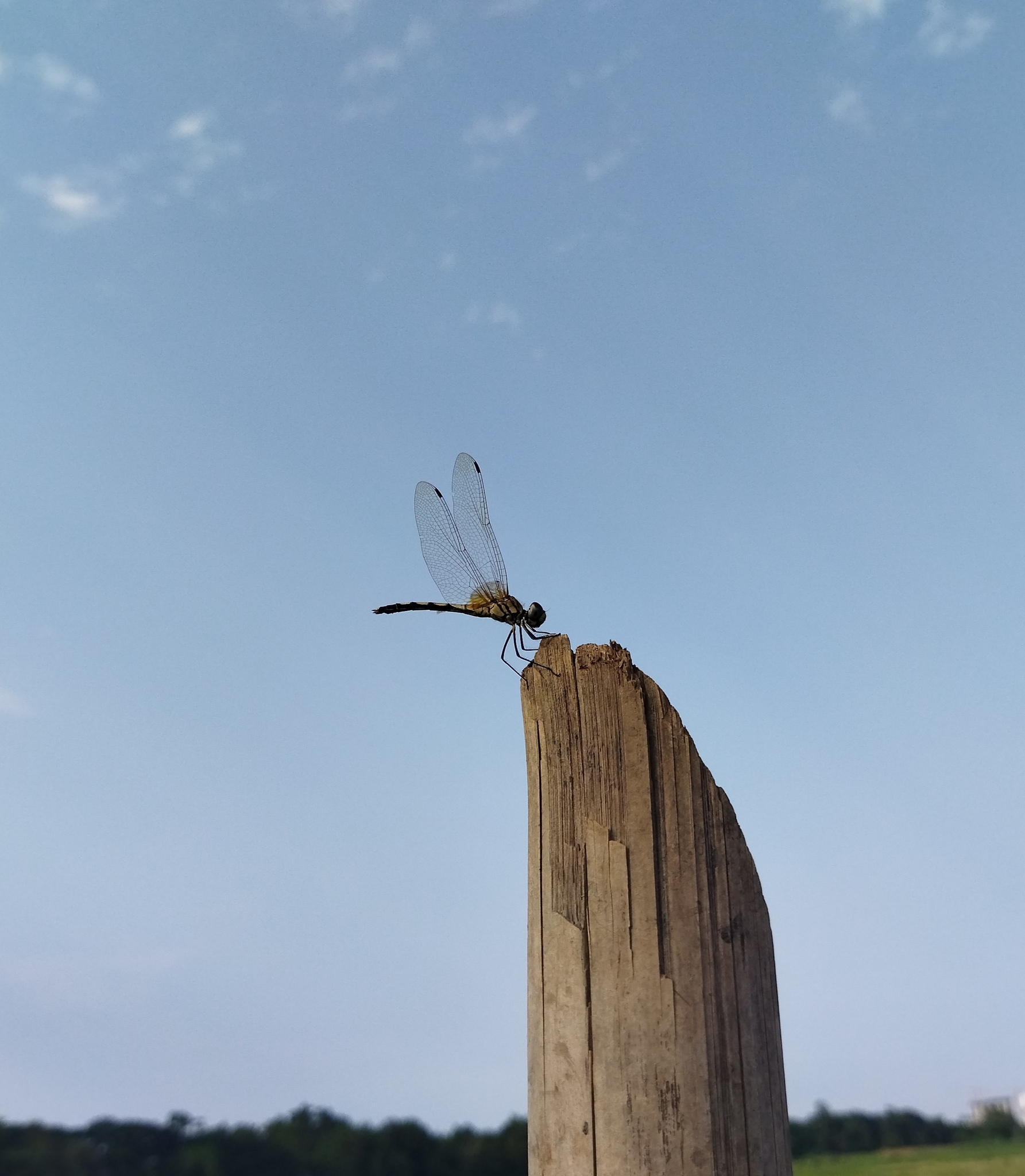 Long-Legged Marsh Glider