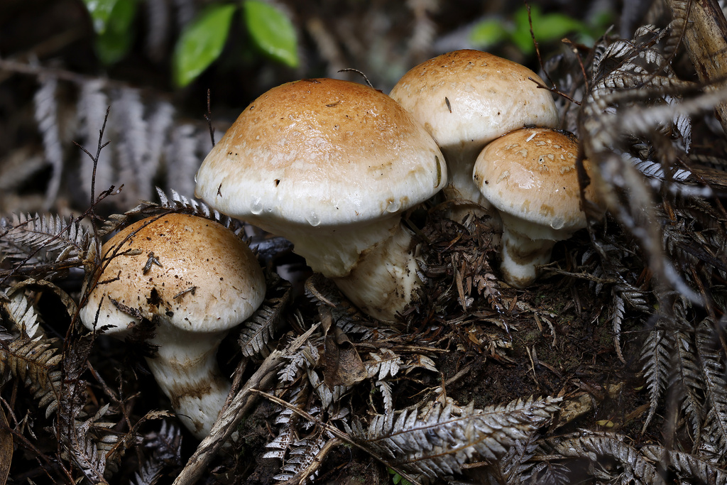 Hebeloma victoriense · May 2025 · photo: © mstirling (iNaturalist, cc-by)