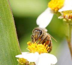 Apis mellifera