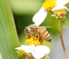 Apis mellifera